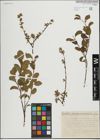 Foto von Salix herbacea L. x Salix phylicifolia L.